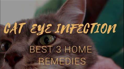 Kitten Eye Infection Home Remedy