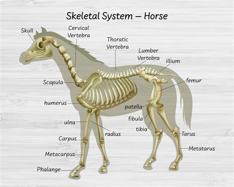 Science horse skeletal system Horse Body Parts Explain | Etsy