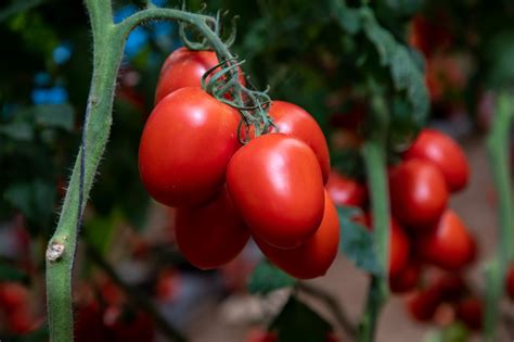 How ToBRFV varieties changed the Mexican tomato market - The Netherlands