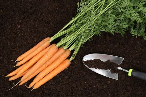 Premium Photo | Carrot harvest in a vegetable garden