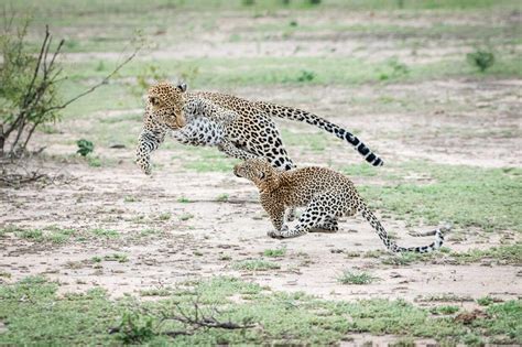 A mother leopard, Panthera pardus, jumps and plays with her cub, both jumping in the air stock photo