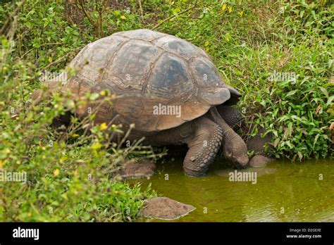 Galapagos Tortoise drinking water in a pond Stock Photo - Alamy