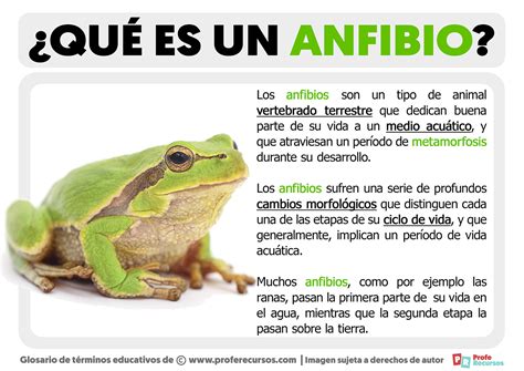 Qué es un Anfibio | Definición de Anfibio