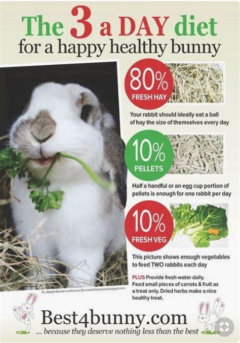 How to Care for a Rabbit | Rabbit 101 | House Rabbit Resource Network