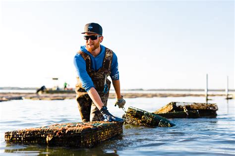 Farming Coastal Waters: Applied Research Supports Oyster Growers - CoastwatchCoastwatch