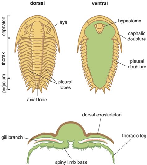 Trilobite Alive