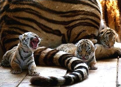 Siberian (Amur) Tiger: Reproduction