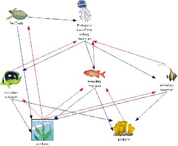 Green Sea Turtle Food Web