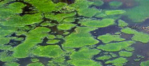 Chlorophyta (Green Algae) - Biology Ease