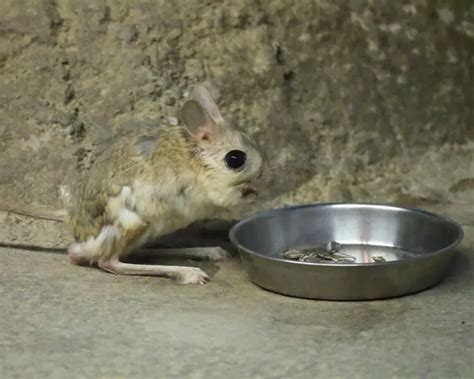 Greater Egyptian jerboa - Facts, Diet, Habitat & Pictures on Animalia.bio