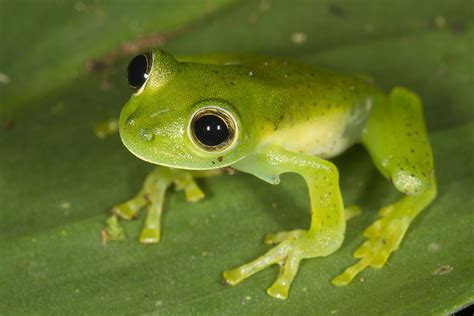 Nicaragua Giant Glass Frog Facts and Pictures