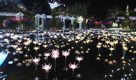 Enjoy the Winter’s Ashikaga Flower Park Illumination, “The Garden of Illuminated Flowers ...