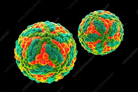 St. Louis encephalitis virus particles, illustration - Stock Image ...