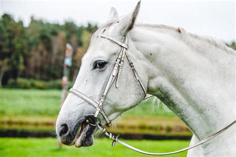 7 Things You Should Know About Horse Teeth – iHeartHorses.com