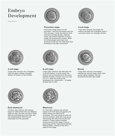 Embryo Grading Explained