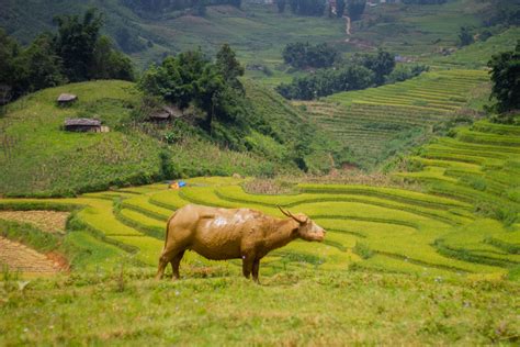 A Tour of Lao Cai: Vietnam’s Most Beautiful Province - vpopwire