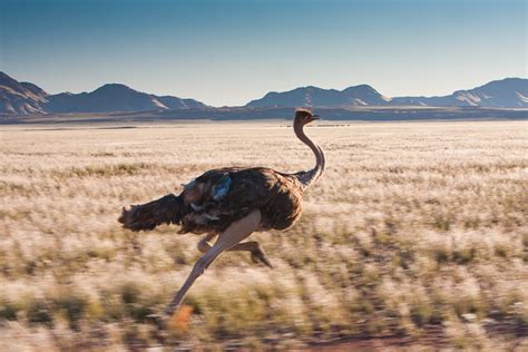 running ostrich on Kanaan | about 70 km/h | By: ju.koehler | Flickr - Photo Sharing!