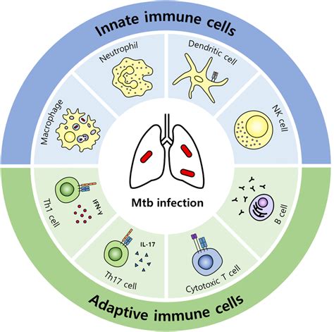 Types of immune cells that contribute to the innate or adaptive immune ...