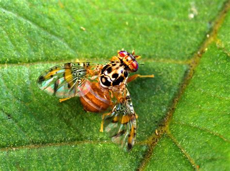 Imagen gratis: mosca de la fruta, insectos