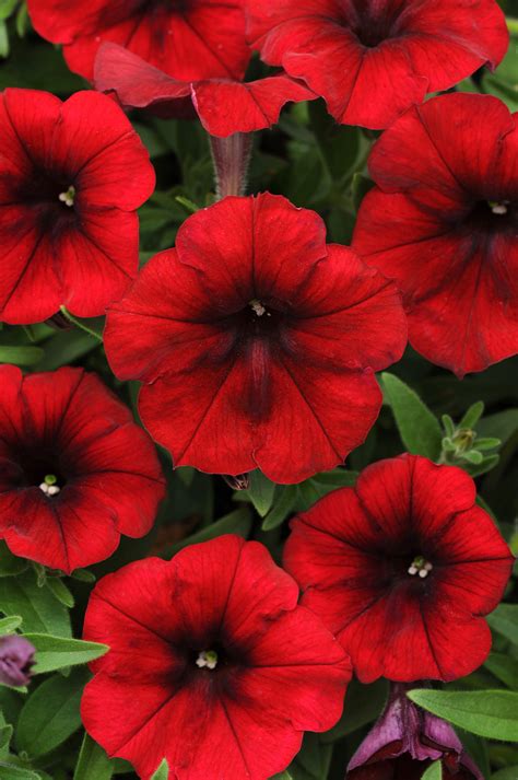 Petunia - Potunia Plus Red 2021 - Milaegers