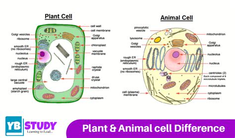 Eukaryotic Cell : Defination, Structure Types, Examples , Functions ...