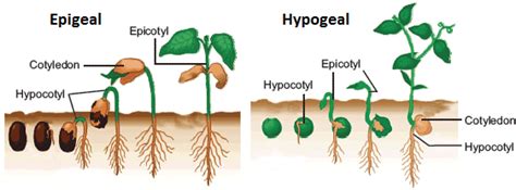 Epigeal and Hypogeal germination-Types of germination