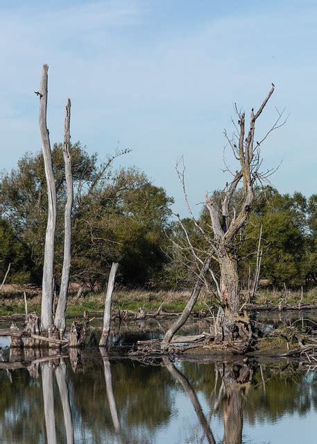 Flickr: The Cook County (Illinois) Forest Preserves Pool