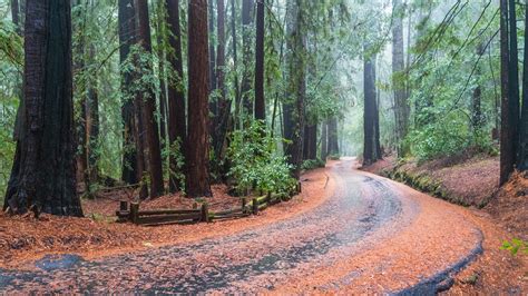 California Redwood in rain | 20181123-_SFC9976 | summer-2009 | Flickr