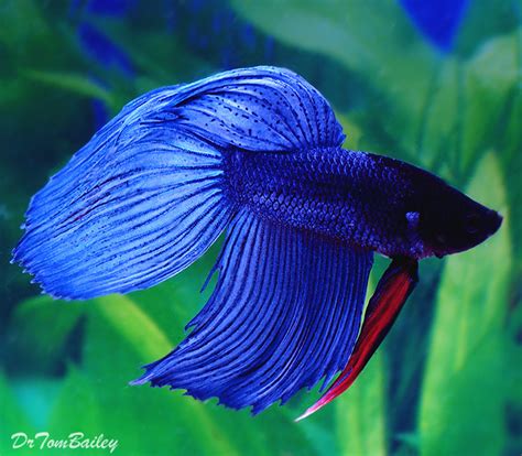 Premium MALE Blue Betta Fish