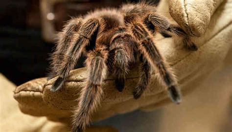 22 interesting facts about tarantulas