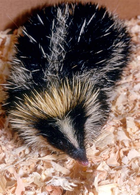 Tenrec | San Diego Zoo Animals & Plants