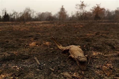 The Pantanal home to many animals is on fire: five facts you need to know