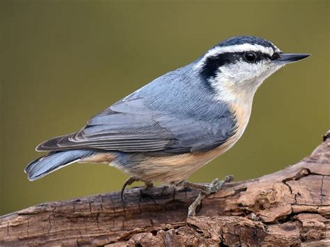 Red-breasted Nuthatch | Celebrate Urban Birds