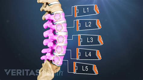 All about L5-S1 (Lumbosacral Joint)