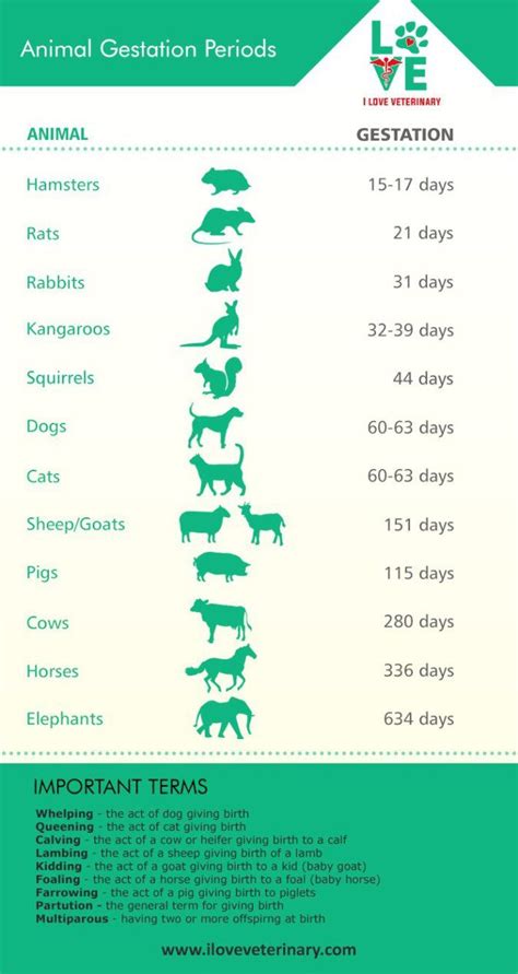 Veterinary medicine infographic | Vet medicine, Veterinarians medicine ...