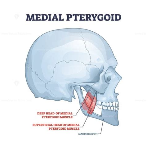 Medial pterygoid facial muscle as masticatory muscular part outline diagram - VectorMine