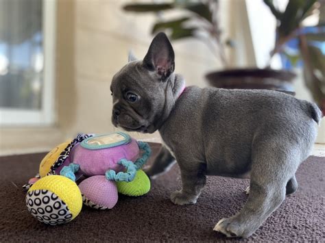 French Bulldog Puppies For Sale | Deltona, FL #311636