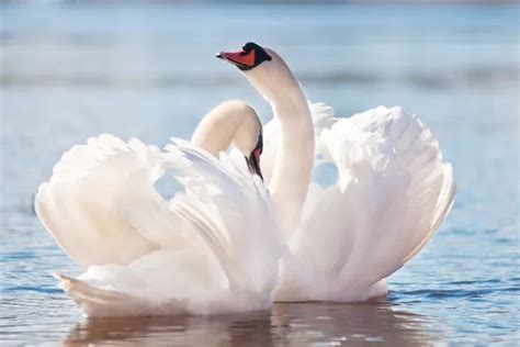 50 Swans mating season Stock Photos, Swans mating season Images | Depositphotos®