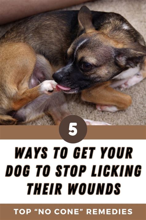 How to Stop a Dog From Licking Their Wound [Without a Collar]