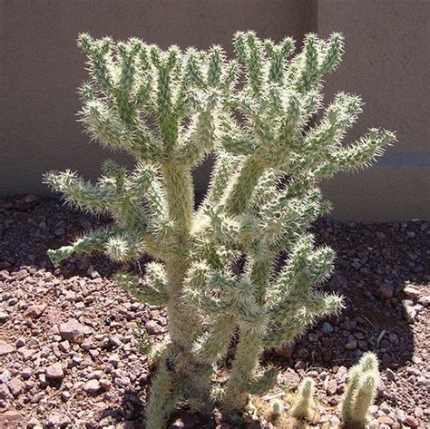 Jumping Cholla | Star Nursery Garden and Rock Centers