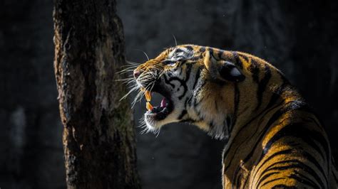 Roaring Wallpaper 4K, Tiger, Big cat, Wildlife, Tree