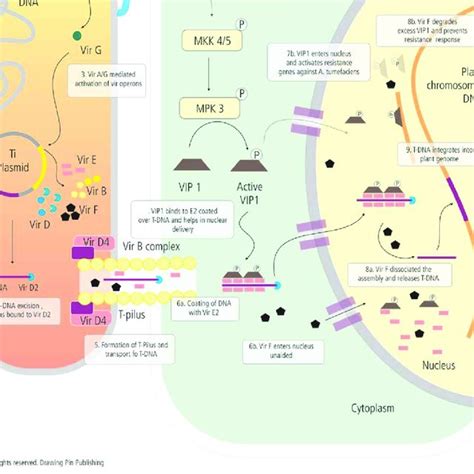 Structure of the Ti-plasmid pGV3850 with disarmed T-DNA. | Download Scientific Diagram