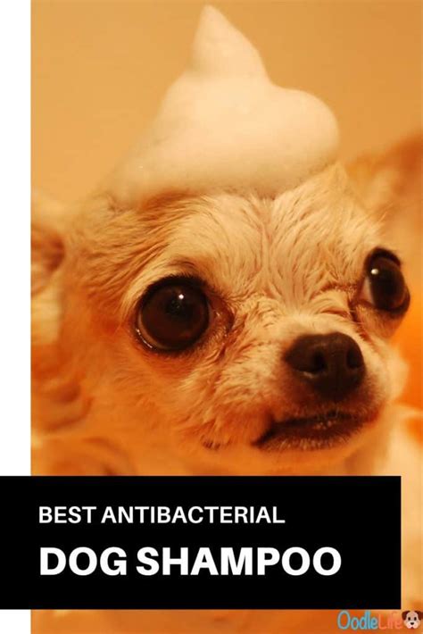 The Best Antibacterial Dog Shampoo Reviewed (all Breed Including Poodle Mix)