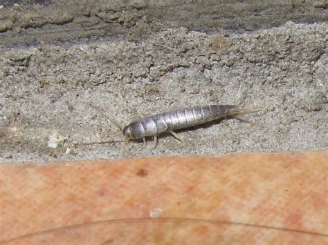 BugBlog: Silverfish