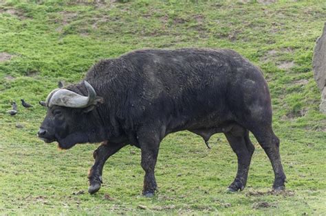 Cape Buffalo Facts, Habitat, Diet, Life Cycle, Pictures