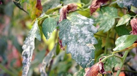 Powdery Mildew in Tomatoes: Identification and Prevention