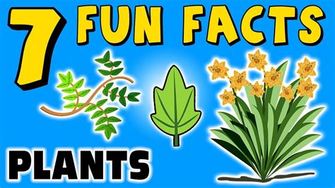 Fun Facts About Plants - Plant Ideas