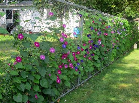 Simple Plants For Covering Fences With Low Cost | Home decorating Ideas