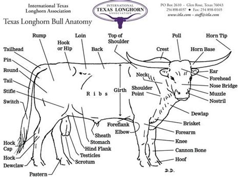 External Cattle Anatomy - Livestock Cattle