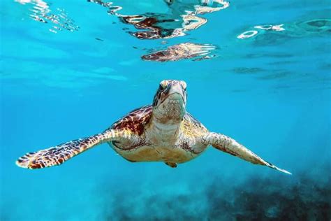 Snorkeling in Barbados - Best beaches to snorkel | Snorkel Around The World